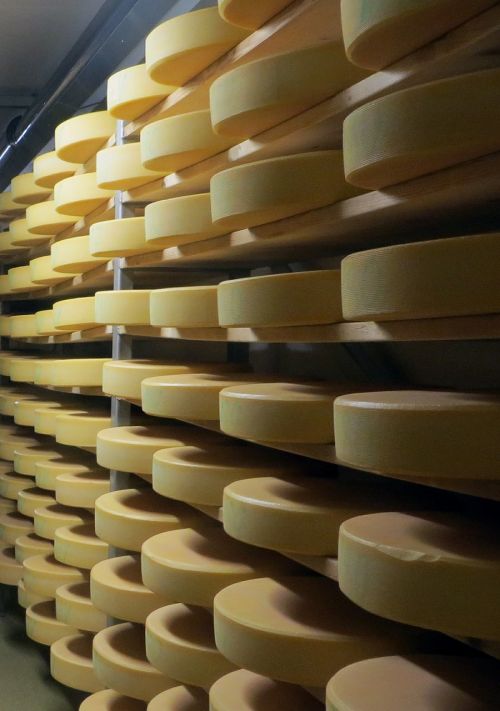 cheese cheese dairy body