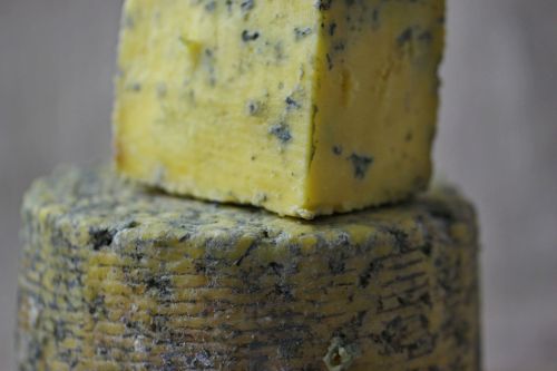 cheese blue mold