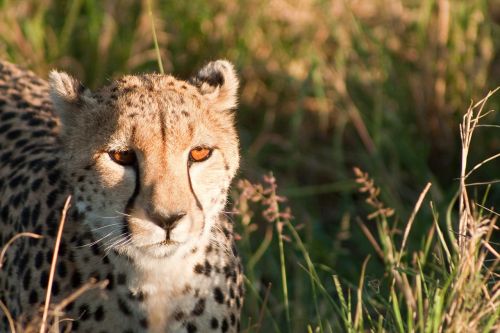 cheetah kenya africa