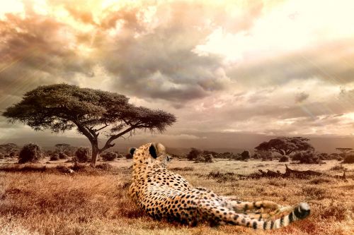 cheetah big cat wildlife