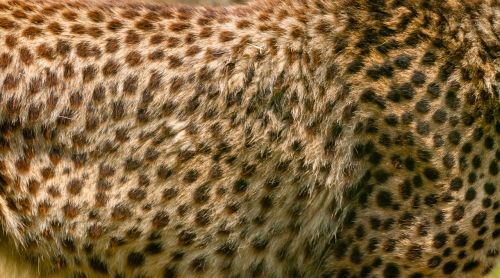 cheetah fur animal skin