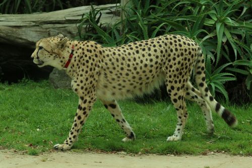 cheetah natural cat