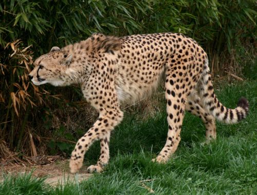 cheetah vulnerable class animal acinonyx jubatus