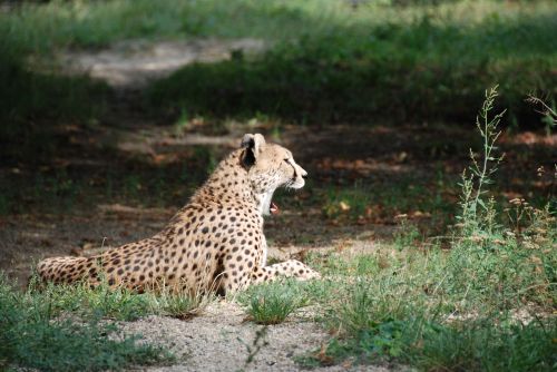 cheetah yawning zoo