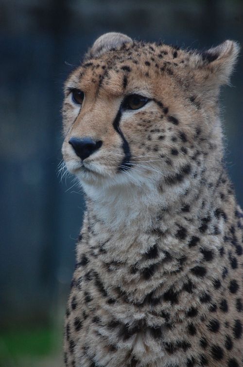 cheetah big cat feline