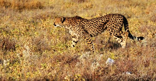 cheetah etosha namibia