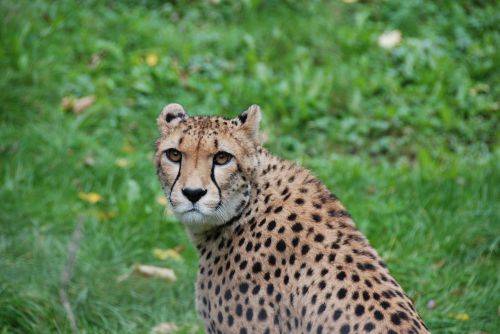 cheetah head attention