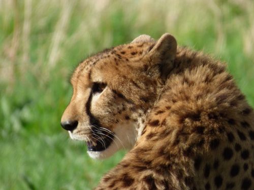 cheetah feline park felines