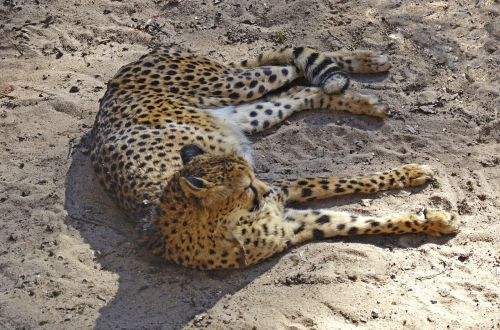 cheetah lazy sleep
