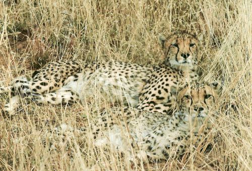 cheetah hunting-leopard feline