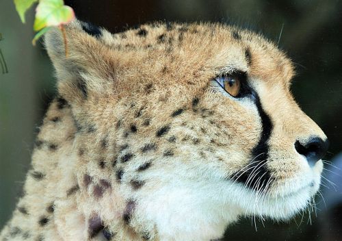 cheetah closeup animal portrait