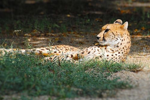 cheetah lying cat