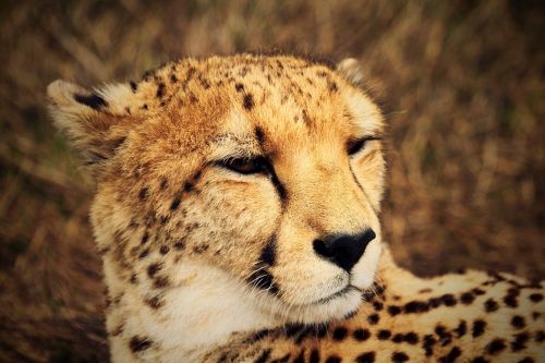 cheetah wild africa