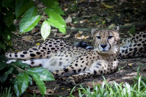 cheetah predator wild