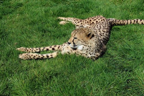 cheetah cat animal
