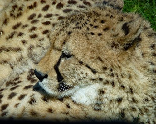 cheetah feline cat cat