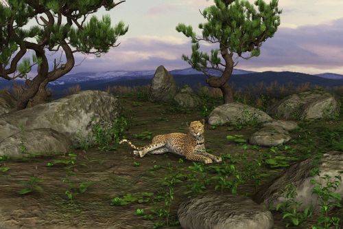 cheetah big cat concerns