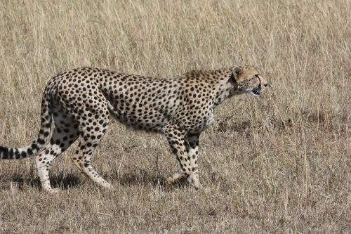 cheetah hunt predator