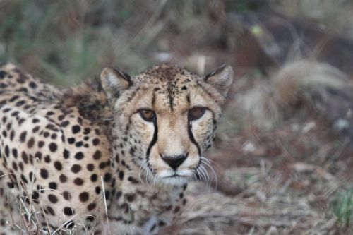 cheetah cat wild