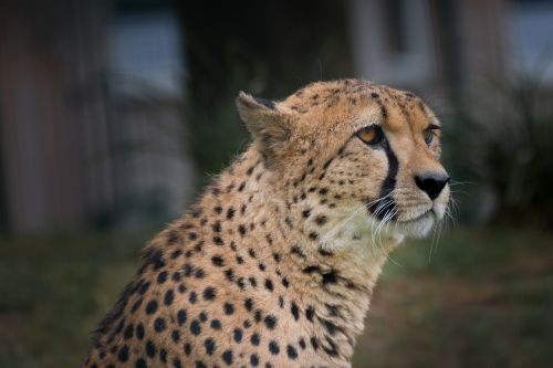 cheetah zoo africa