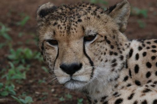 cheetah zoo animal