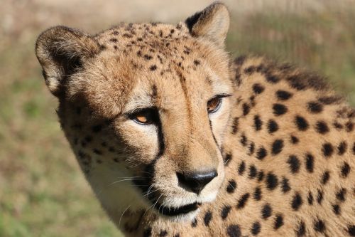 cheetah zoo adventure world
