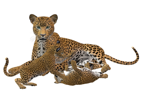 cheetah cat predator