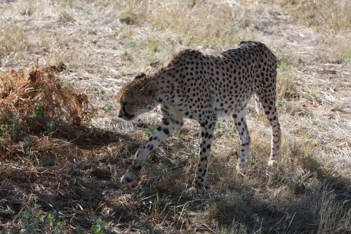 cheetah namibia wild