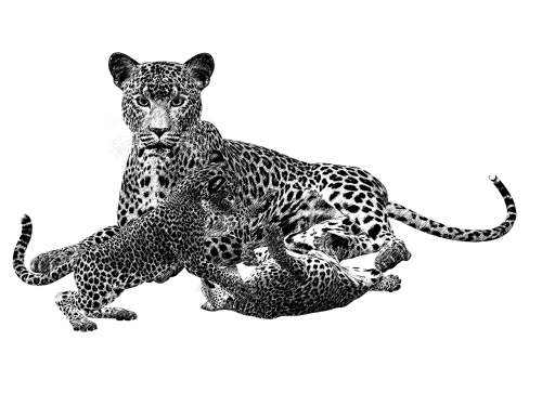 cheetah black and white cat