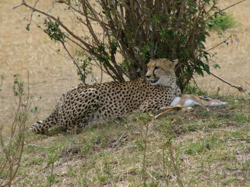 cheetah kenya masai mara national park