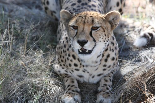 cheetah predator namibia