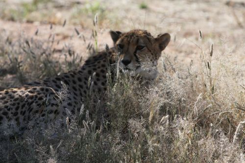 cheetah predator namibia