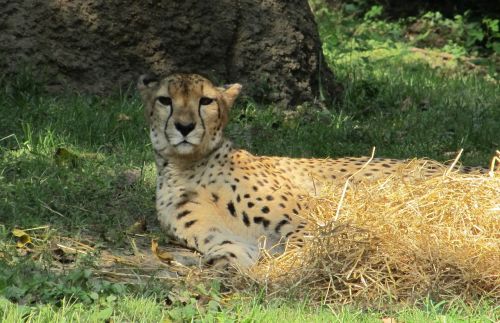 cheetah resting shade