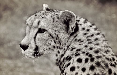 cheetah cat predator