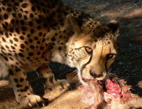cheetah eating africa
