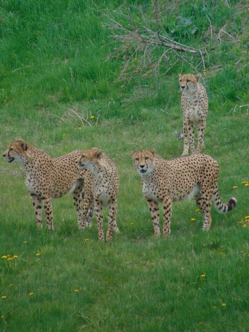 cheetah family wild animals