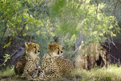 cheetah nature wildlife