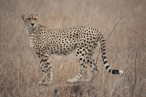 cheetah south africa safari