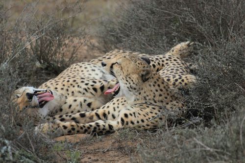 cheetah fun animals