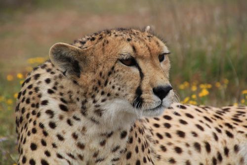 cheetah animal world animal