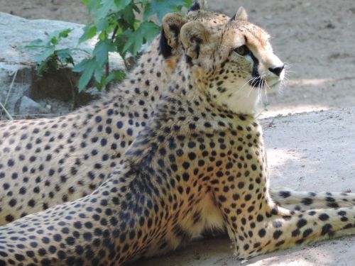 cheetah cat big cat