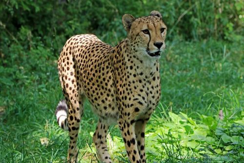cheetah predator africa