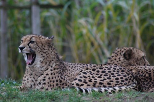 cheetah zoo predator