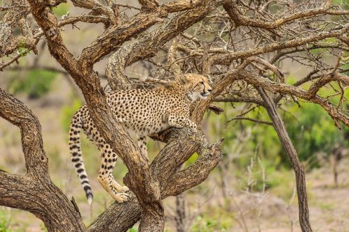 cheetah phinda south africa