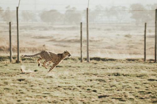 cheetah animal wildlife