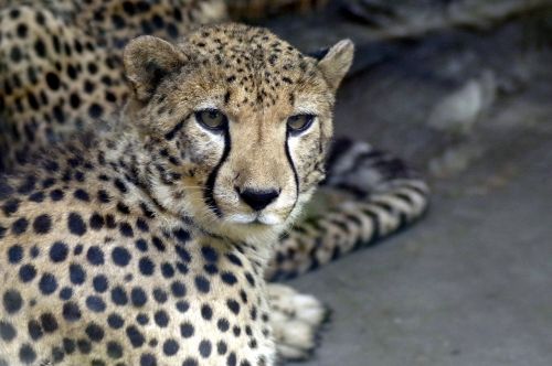 cheetah cat animal