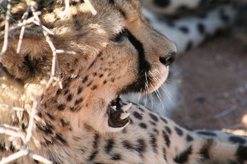 cheetah namibis desert