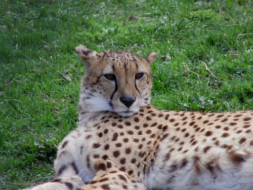 cheetah chita big cat