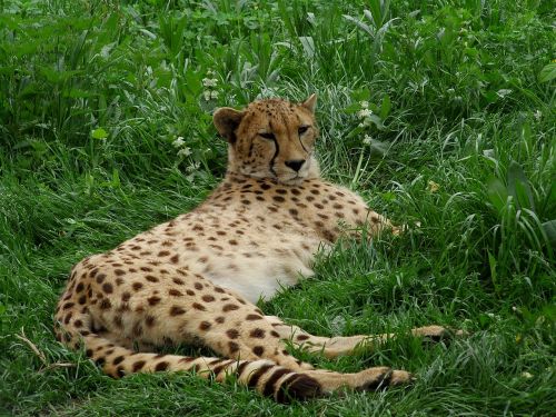 cheetah big cat cat