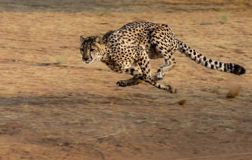 cheetah africa namibia